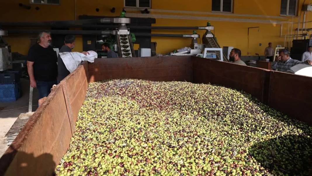 Adana’da Zeytin Rekoltesi Azalınca Zeytinyağı Fiyatları Cep Yaktı! 2